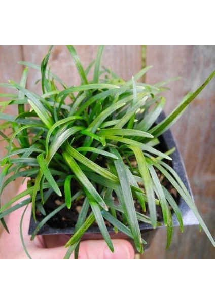 Osmanlı Çimi -Ophiopogon Japonicus - 45 Adet