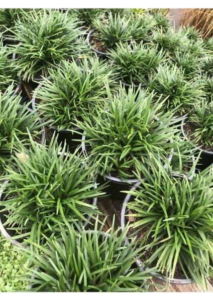 Osmanlı Çimi -Ophiopogon Japonicus - 45 Adet