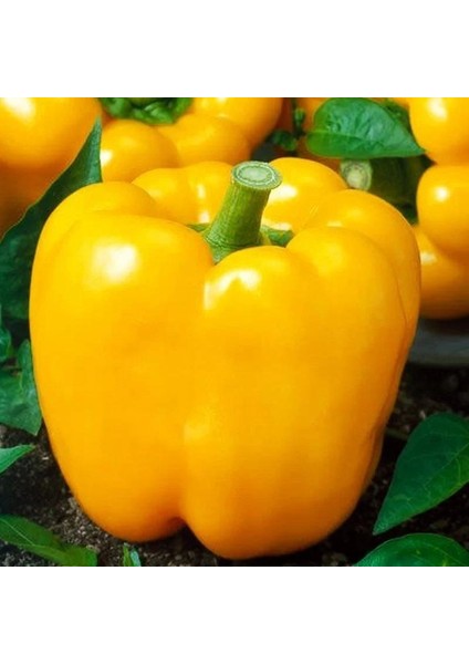 Bol Verimli 5 Adet Sarı Dolma Biber Fidesi