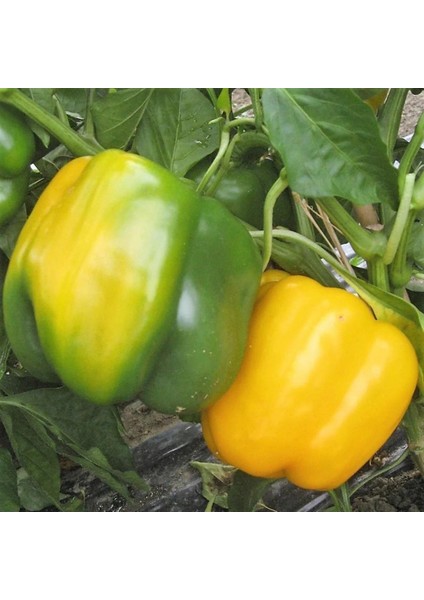 Bol Verimli 5 Adet Sarı Dolma Biber Fidesi