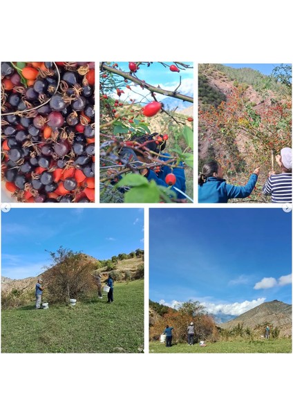 Kuşburnu Marmelatı (Doğal, Katkısız, Ev Yapımı)