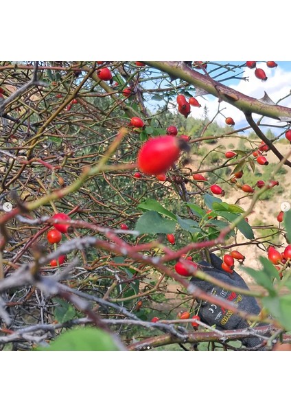 Kuşburnu Marmelatı (Doğal, Katkısız, Ev Yapımı)