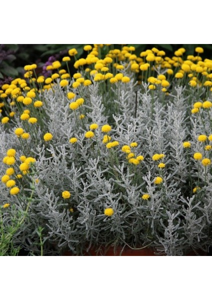 Lavantin Fidanı Santolina Chamaecyparissu 10 Adet fiyatları