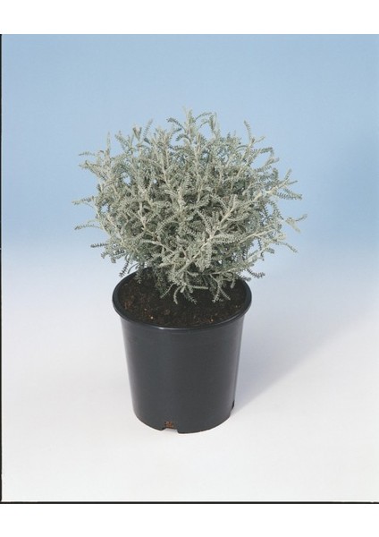 Lavantin Fidanı Santolina Chamaecyparissu 10 Adet indirimleri