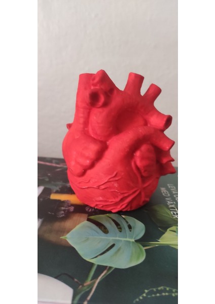 Kırmızı Anatomik Kalp