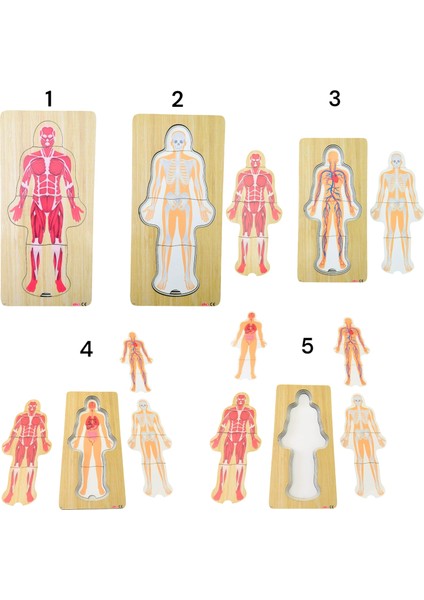 Katlı Vücut Puzzle Anaokulu Eğitim Araçları