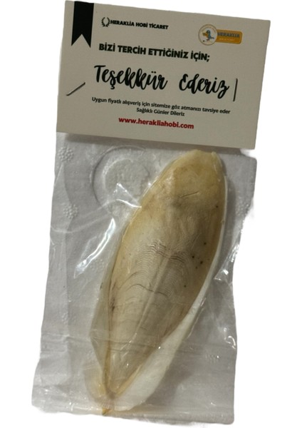 Kalamar Kemiği 10/12 cm fiyatları