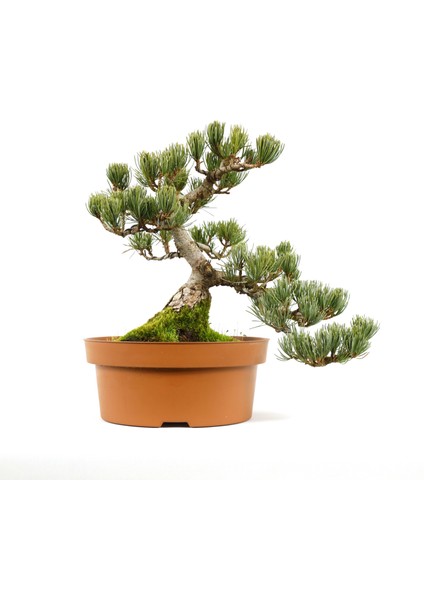 Bonsai Kurtarma ve Saksı Değişimi Kiti No.2 - Kahverengi