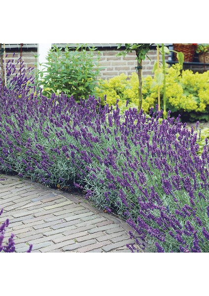 Lavanta – Lavandula Angustifolia 3 Adet