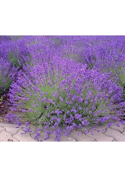 Lavanta – Lavandula Angustifolia 3 Adet