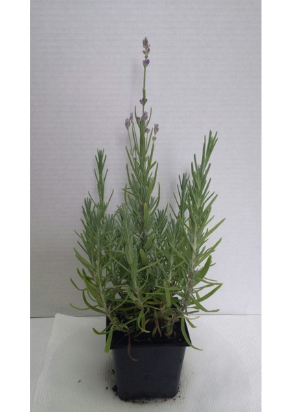 Lavanta – Lavandula Angustifolia 3 Adet
