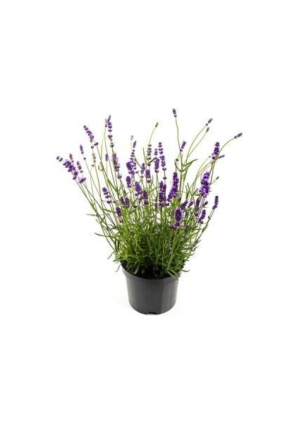 Lavanta – Lavandula Angustifolia 3 Adet