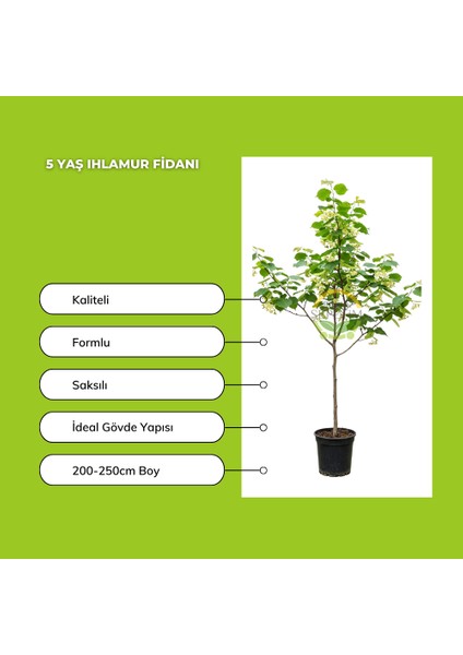5 Yaş Ihlamur Fidanı modelleri