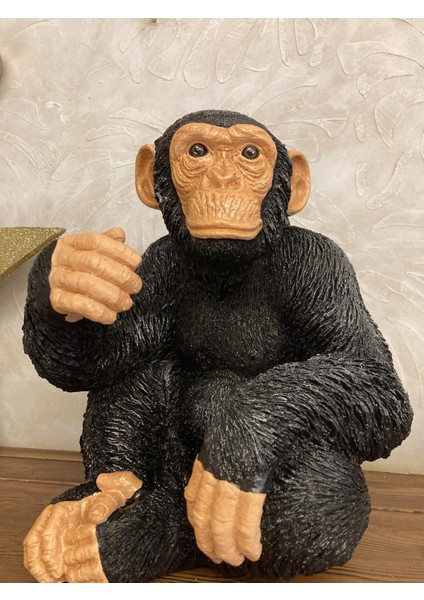 Maymun Oturan Büyük, Şempanze fiyatları