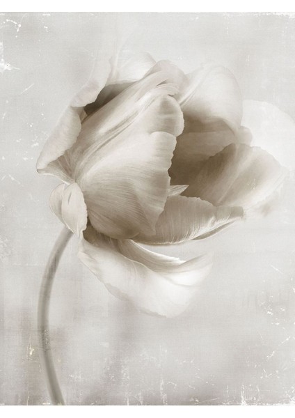 soft| Bitki Çiçek Kombini (Elegant) |çerçeveli Cam Tablo 3lü Dikey modelleri