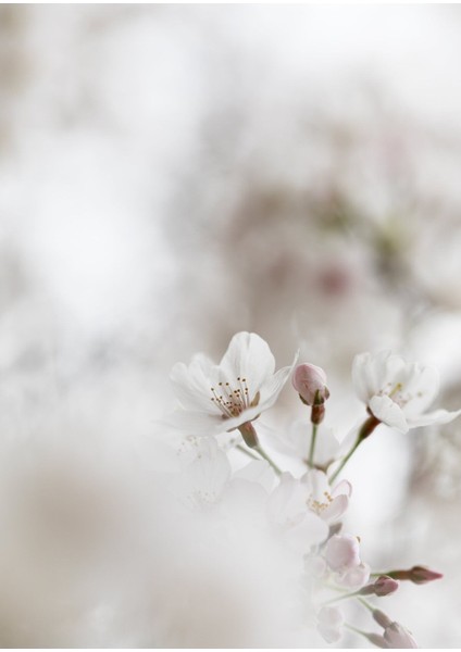 soft| Bitki Çiçek Kombini (Elegant) |çerçeveli Cam Tablo 3lü Dikey fırsatları