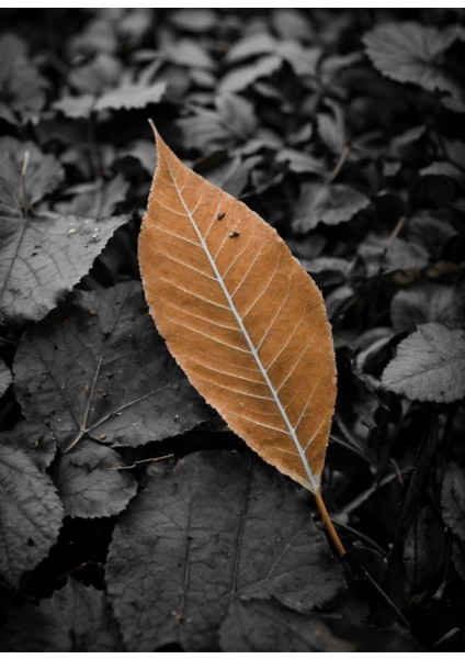 koyu Turuncu-Gri Yapraklar Kombini |çerçeveli Cam Tablo 3lü Dikey fiyatları