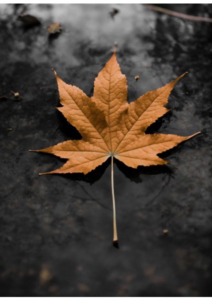 koyu Turuncu-Gri Yapraklar Kombini |çerçeveli Cam Tablo 3lü Dikey fırsatları