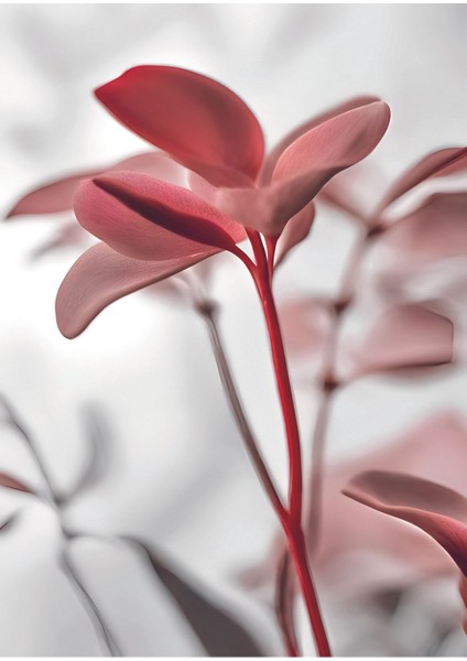 gül Kurusu Pembe Renk Soyut Çiçek Yaprak |çerçeveli Cam Tablo 3lü Dikey fiyatları