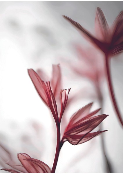 gül Kurusu Pembe Renk Soyut Çiçek Yaprak |çerçeveli Cam Tablo 3lü Dikey fırsatları