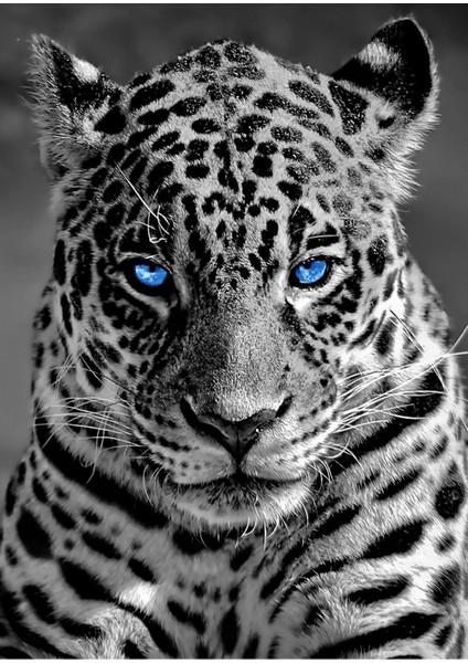 aslan-Kaplan-Leopar Tablosu 01|çerçeveli Temperli Cam Tablo 3lü Dikey fiyatları