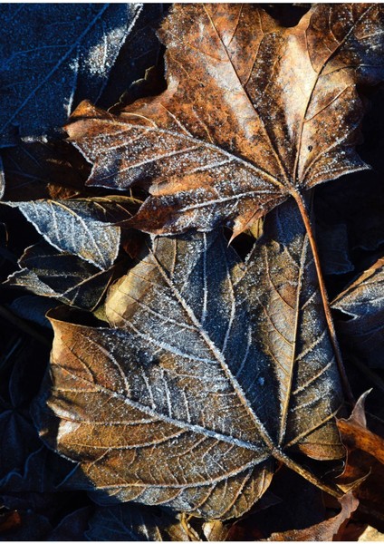 lacivert-Gold Kombini Yaprak Orman Kombini|çerçeveli Temperli Cam Tablo 3lü Dikey fiyatları