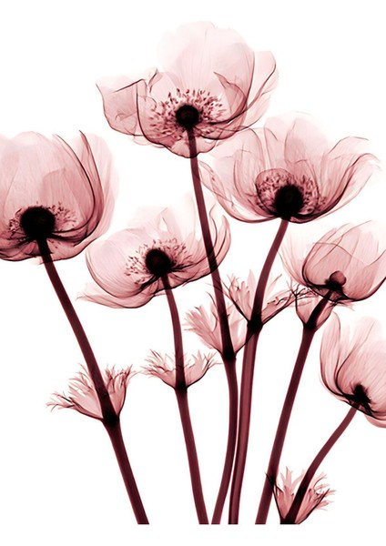 pudra Pembe Renk 3 Lü Soyut Çiçek |çerçeveli Cam Tablo 3lü Dikey modelleri