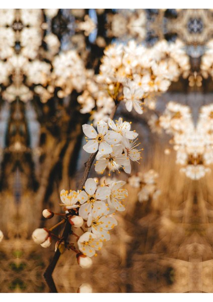 soft-Beyaz En Şık Çiçek Kombini 5|çerçeveli Temperli Cam Tablo 3lü Dikey fırsatları