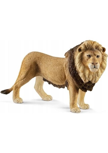 Erkek Aslan 17107