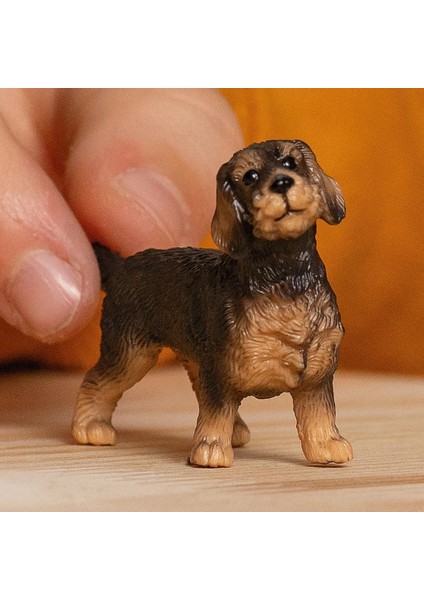 Tel Tüylü Dachshund 13972 fiyatları