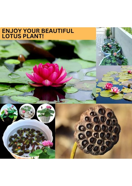 10 Tohum Orjinal Karışık Rengarenk Açan Nilüfer Lotus Su Çiçeği Tohumu Dev Lotus Tohumu