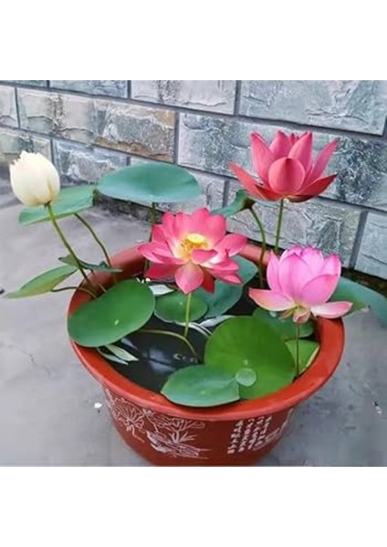 5 Adet Tohum Rengarenk Karışık Renkli Lotus Suda Yetişen Çiçek Tohumu Nilüfer Asya Lotus Çiçek Tohum modelleri