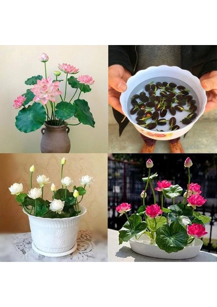 15 Adet Tohum Lotus Asya Gülü Nilüfer Suda Yetişen Karışık Renkli Çiçekler Tohumlar