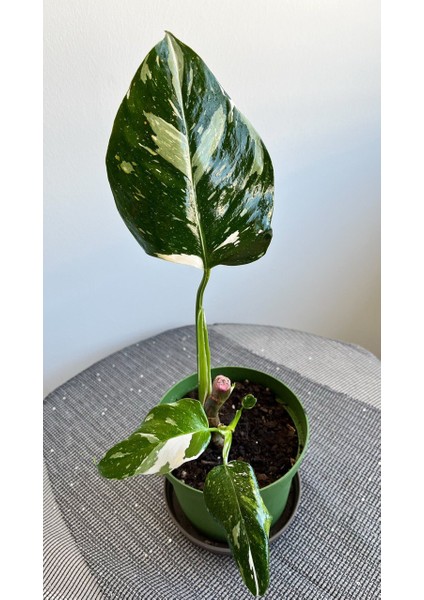 Philodendron White Princess- Albino Özel Tür- Ofis Salon Bitkisi