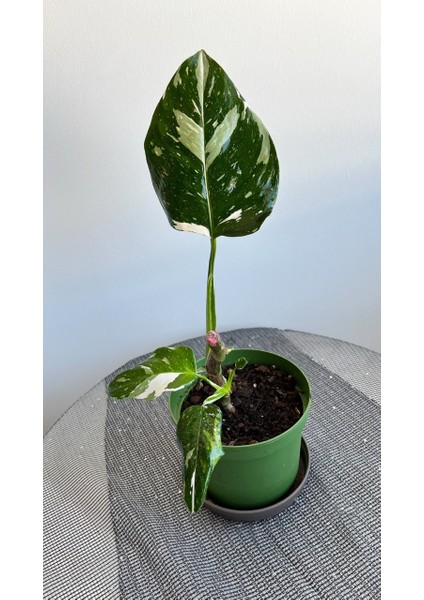 Philodendron White Princess- Albino Özel Tür- Ofis Salon Bitkisi modelleri