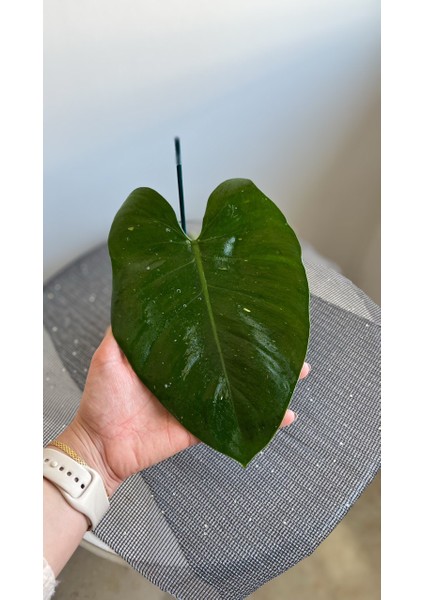 Philodendron White Princess- Albino Özel Tür- Ofis Salon Bitkisi