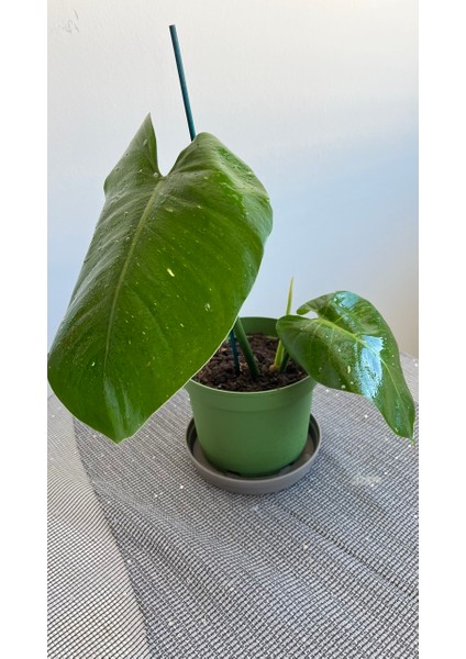 Philodendron White Princess- Albino Özel Tür- Ofis Salon Bitkisi