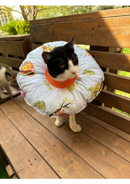 Kedi ve Küçük Irk Köpek Boyunluk-Elizabeth Yakalık Operasyon(Ameliyat)Boyunluk (Safari)