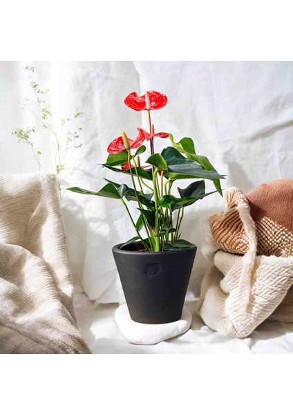 Hediyelik Antoryum Flamingo Çiçeği Dekoratif Saksıda