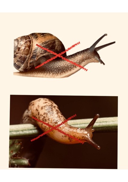 Salyangoz Sümüklü Böcek Ilacı Çok Etkili Toz Yem 400GR.