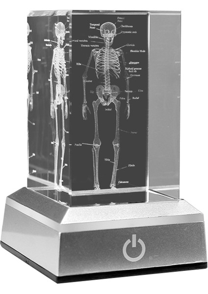 3D Lazer Kazınmış Insan Iskeleti Kristal Küp Figürleri, B (Yurt Dışından)
