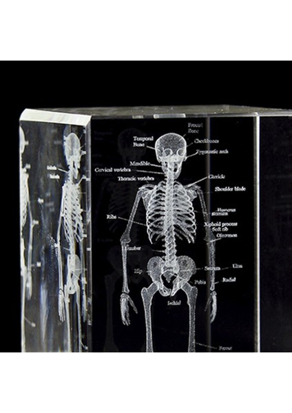 3D Lazer Kazınmış Insan Iskeleti Kristal Küp Figürleri, B (Yurt Dışından) indirimleri