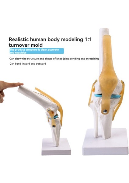 Bağlarla Anatomik Tıbbi Diz Eklemi Modeli, Yaşam Boyutu (Yurt Dışından)