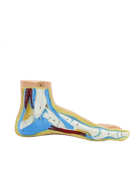 Ayak Anatomisi Modeli, Insan Anatomisi Ayak Modeli, (Normal) (Yurt Dışından)