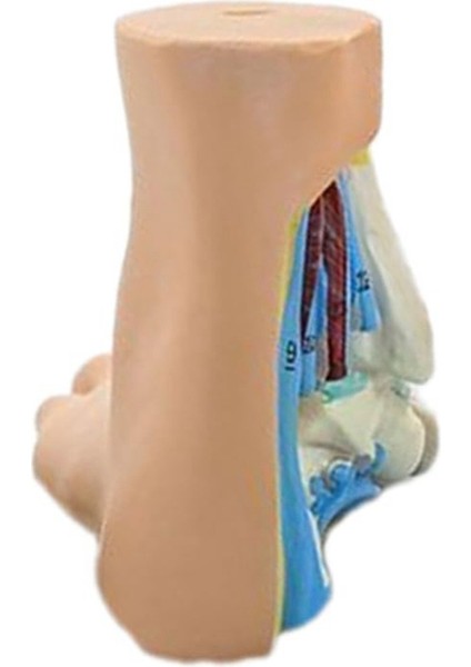 Ayak Anatomisi Modeli, Insan Anatomisi Ayak Modeli, (Normal) (Yurt Dışından)