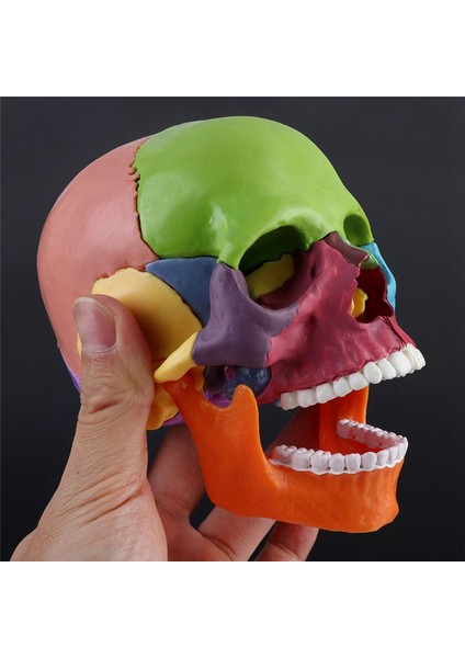 15 Adet/takım Kafatası Modeli Sökülmüş Renkli Kafatası Anatomik Modeli (Yurt Dışından)