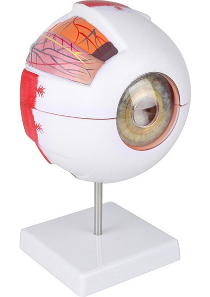 Anatomik Göz Modeli Göz Küresi Göz Kapağı Modeli Sökme (Yurt Dışından)