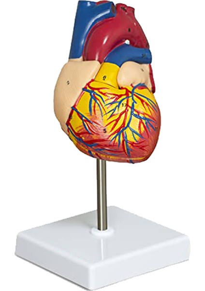 Kalp Modeli, 2 Parçalı Lüks Gerçek Boyutlu Insan Kalp Modeli Anatomisi (Yurt Dışından)