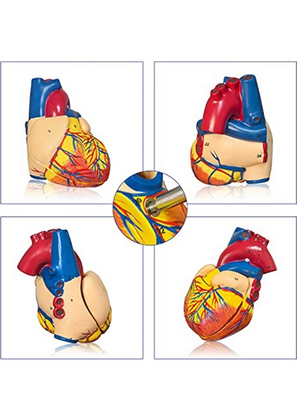 Kalp Modeli, 2 Parçalı Lüks Gerçek Boyutlu Insan Kalp Modeli Anatomisi (Yurt Dışından)