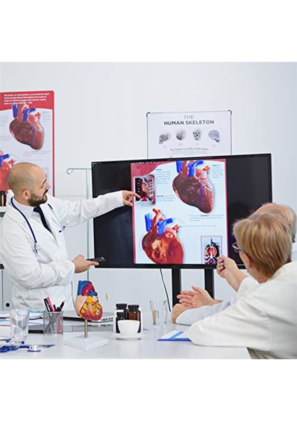 Kalp Modeli, 2 Parçalı Lüks Gerçek Boyutlu Insan Kalp Modeli Anatomisi (Yurt Dışından)
